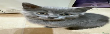 Ragdoll cross 5