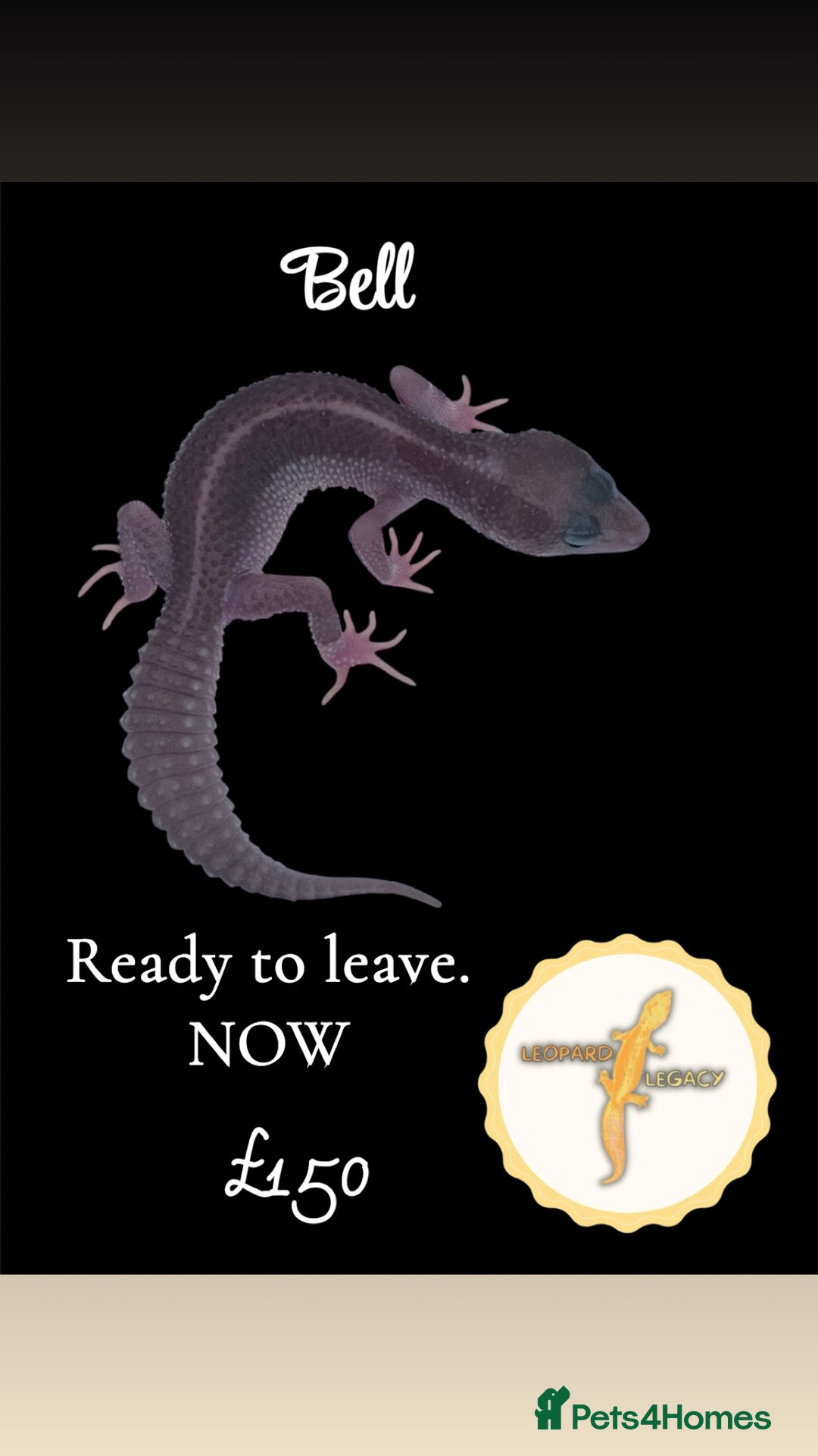 Leopard Gecko reptiles for sale: Multiple leopard gecko babies for quick sale!  - Advert 6