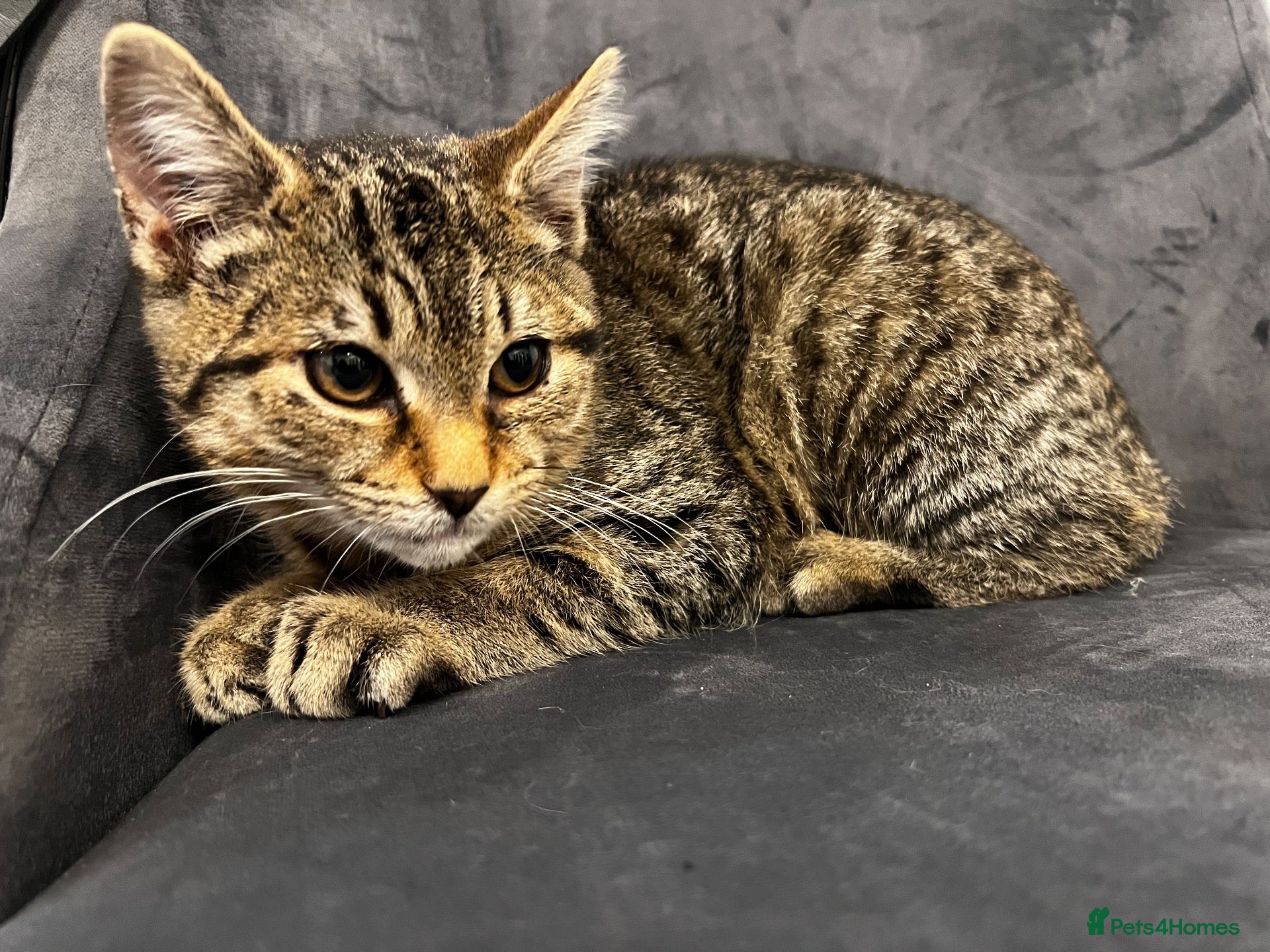 American Shorthair cats Tabby kittens  - Advert 1