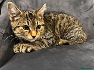 American Shorthair cats Tabby kittens - Advert 1