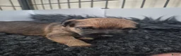 Border Terrier dogs for sale: Border Terrier Puppies for sale  - Advert 7