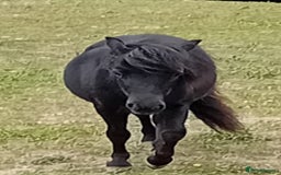 Shetland pony horses for sale: Storm - Image 5