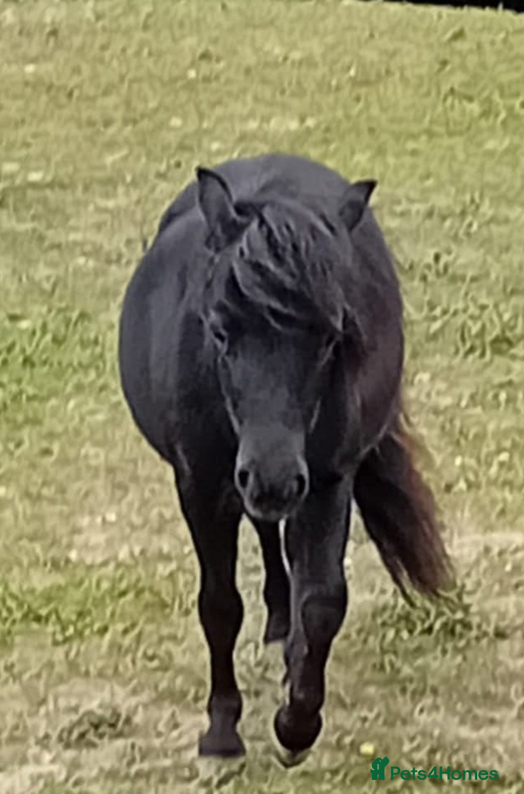 Shetland pony horses for sale: Storm - Image 5