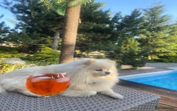 Pomeranian dogs for stud: KC FCI Pomeranian for stud  in Bathgate - Image 1