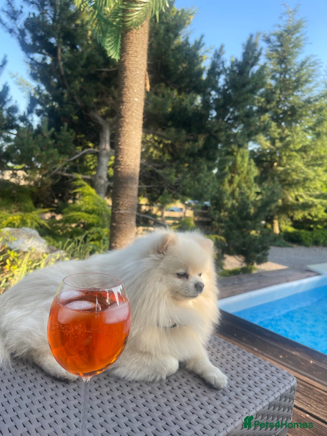 Pomeranian dogs for stud: KC FCI Pomeranian for stud  in Bathgate - Image 1