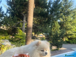 Pomeranian dogs in Bathgate - Advert 1