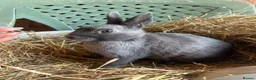 Polish rabbits for sale: Stunning litter of polish dwarf rabbits  - Advert 5