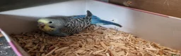 Budgerigars birds for sale: 4 blue chicks and 1 adult male  - Advert 25