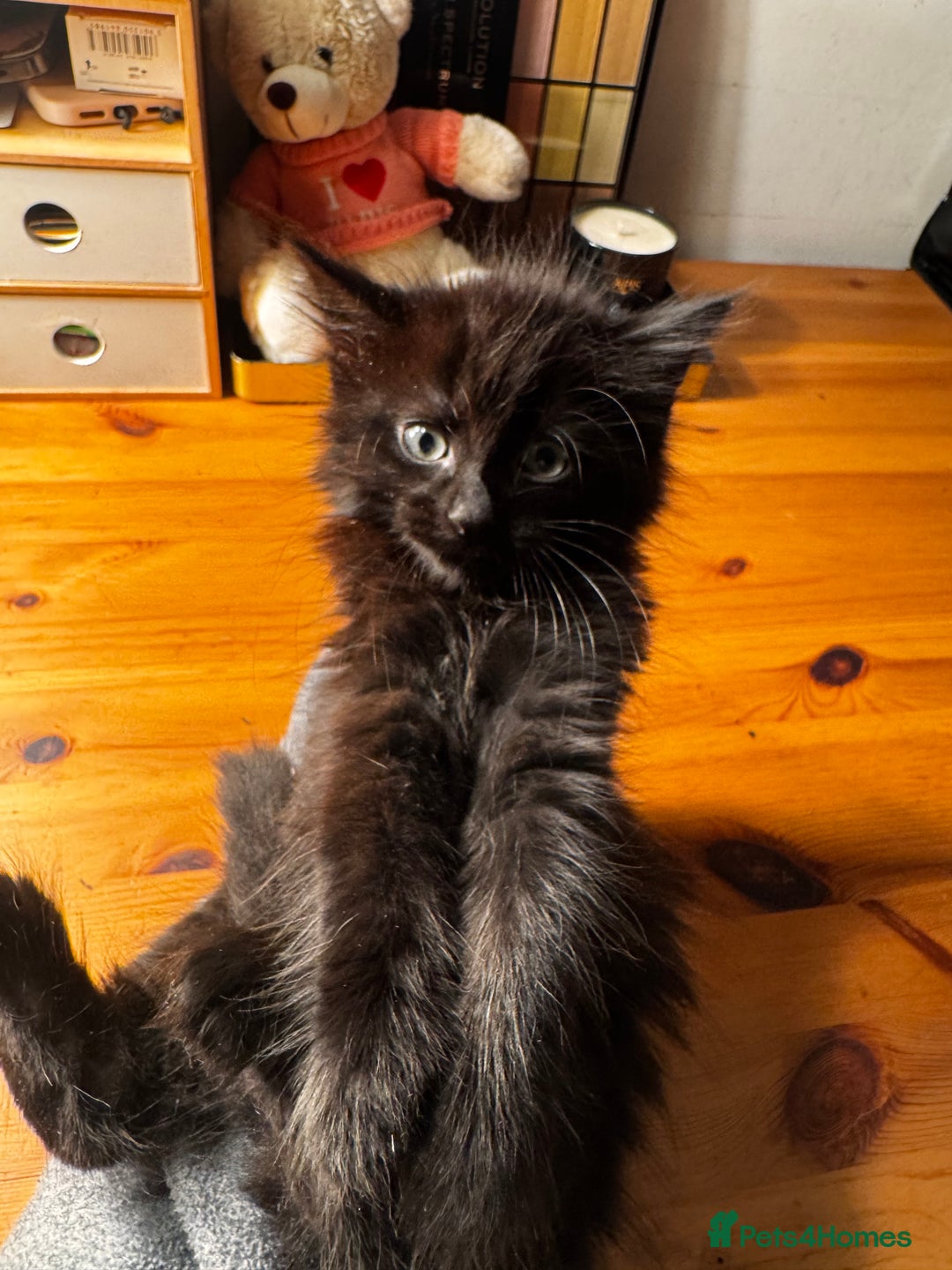 Mixed Breed cats for sale: Four gorgeous mixed breed kittens  - Advert 4