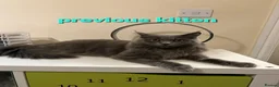 Mixed Breed cats for sale: 2 beautiful mix kittens 🤩Ready now  - Advert 15