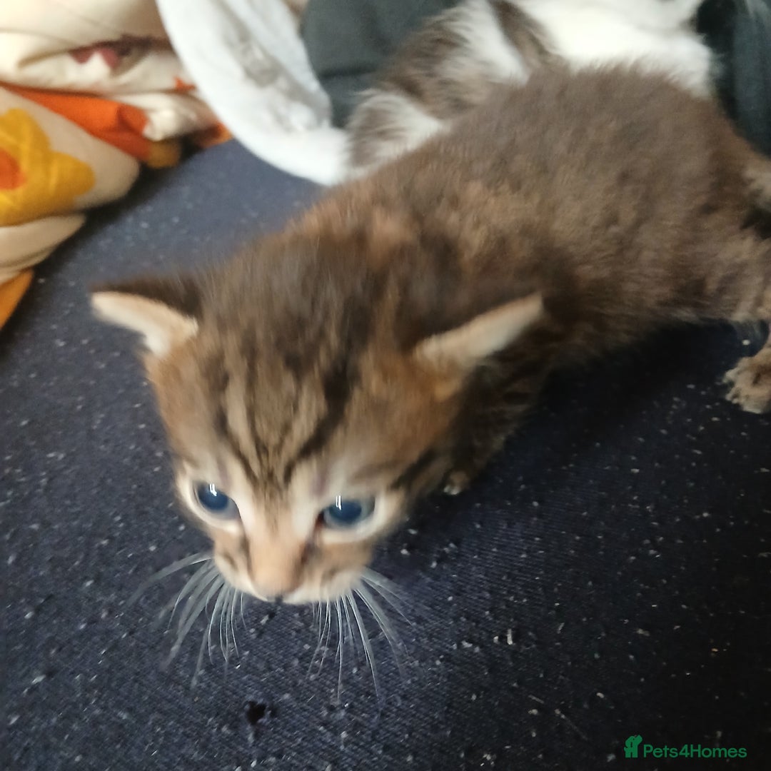 Bengal cats for sale: 1 girl and 3 boys  - Image 10