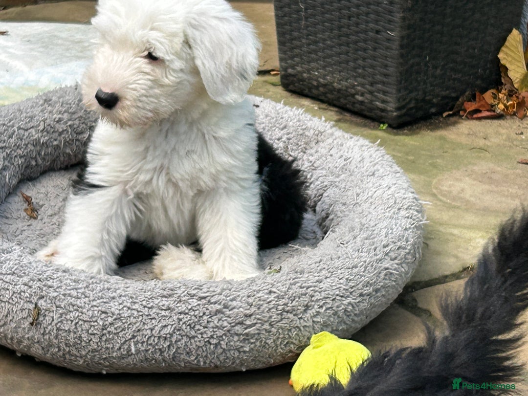Old English Sheepdog dogs for sale: Kennel Club Reg Old English Sheepdog Puppies - Image 20