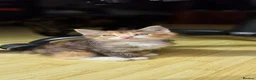 British Shorthair cats for sale: Two Beautiful Female Kittens - Advert 11