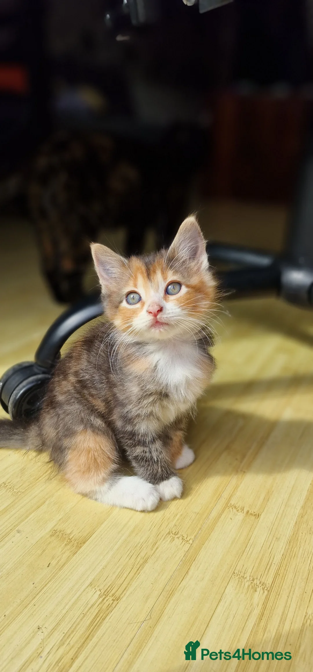British Shorthair cats for sale: Two Beautiful Female Kittens - Advert 11