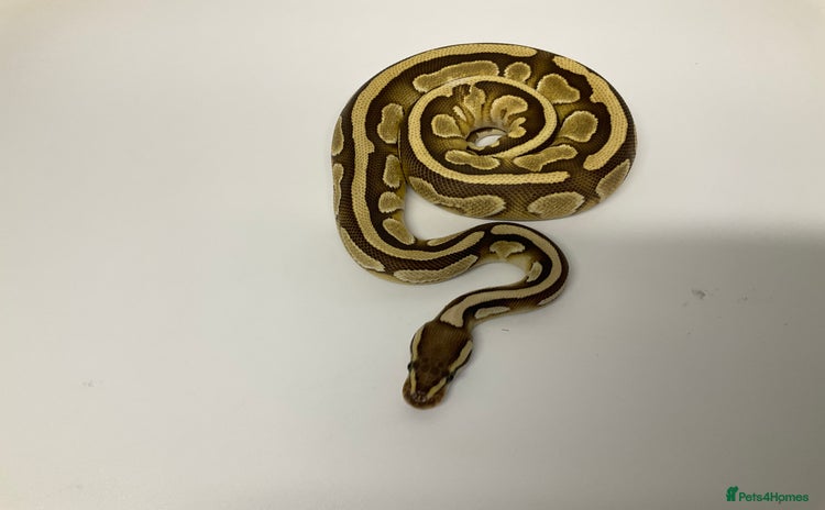 Python Snake reptiles - Advert 2
