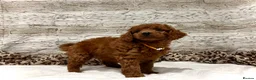 Cockapoo dogs for sale: 🌟Red F1BB Hypoallergenic DNA✅ Mini Show Cockapoos - Advert 6