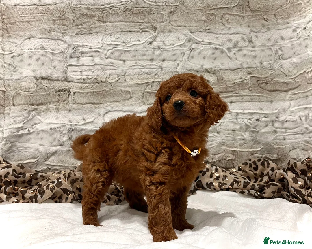 Cockapoo dogs for sale: 🌟Red F1BB Hypoallergenic DNA✅ Mini Show Cockapoos - Advert 6