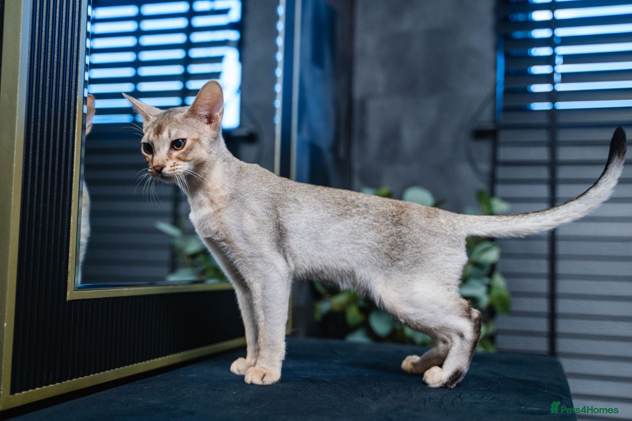 Abyssinian cats Silver Abyssinian Boy-READY NOW-Champion Line - Advert 2
