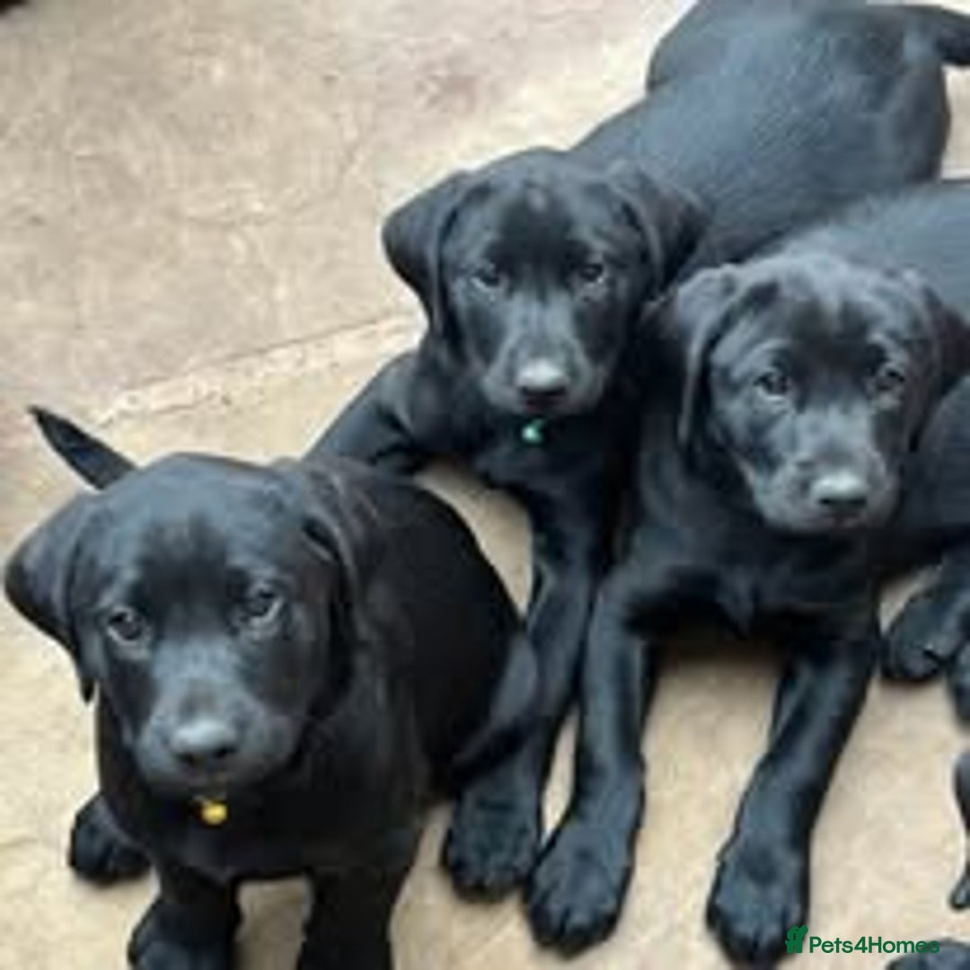 Labrador Retriever dogs for sale: Excellent KC reg-health checked, 6th generation  - Image 4