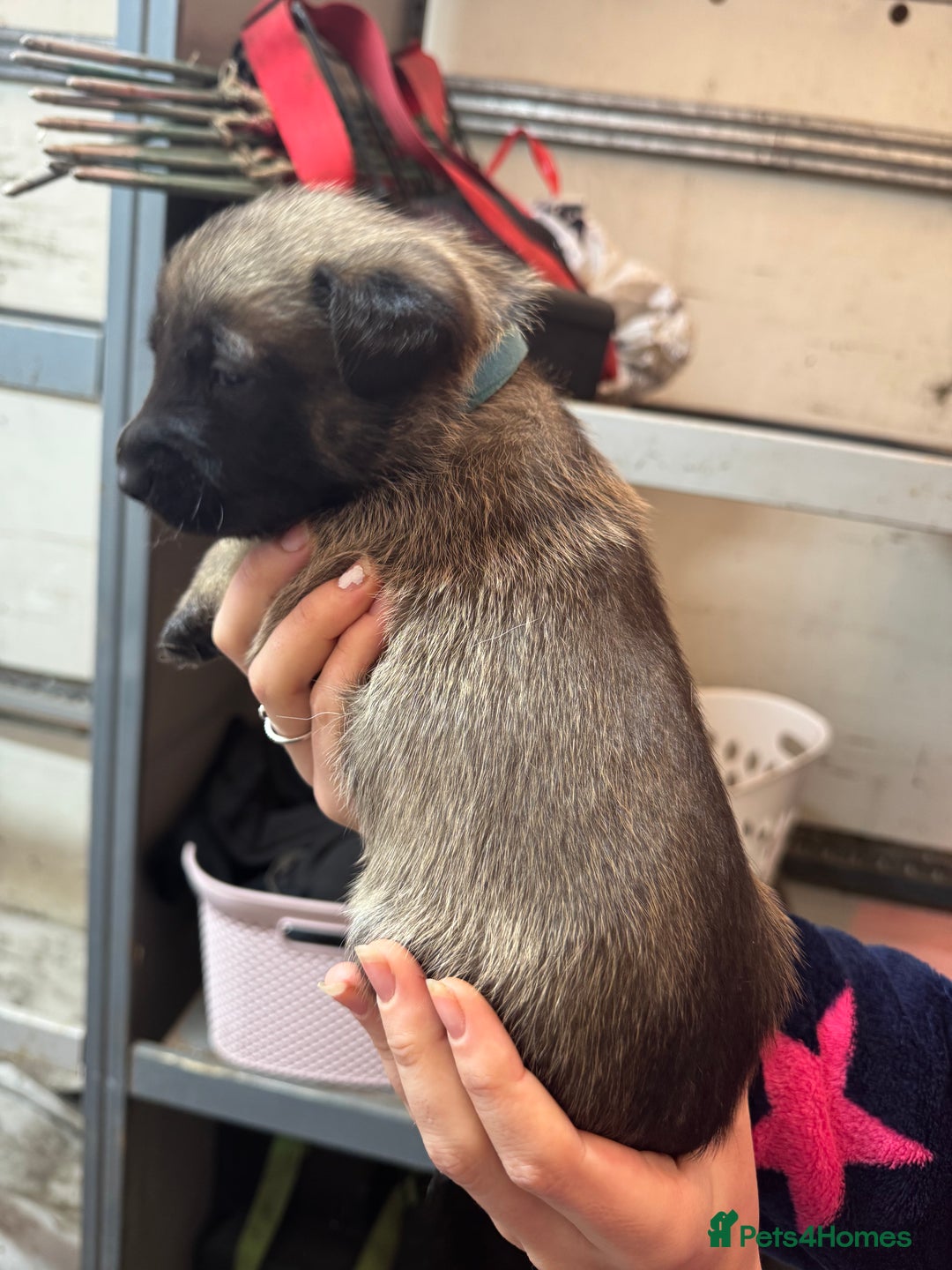 Belgian Shepherd Dog dogs for sale: 10 gorgeous Belgian Malinois pups - Advert 4