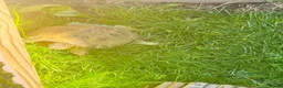Tortoise reptiles for sale: Horsfield tortoise  - Advert 2