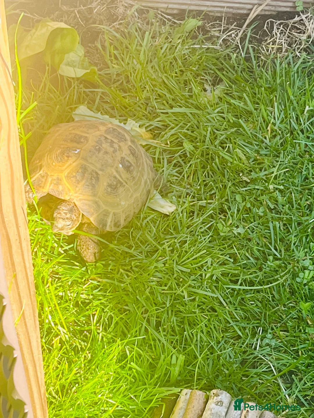 Tortoise reptiles for sale: Horsfield tortoise  - Advert 2