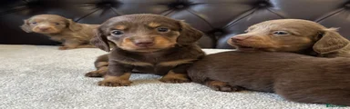 Miniature Dachshund 8