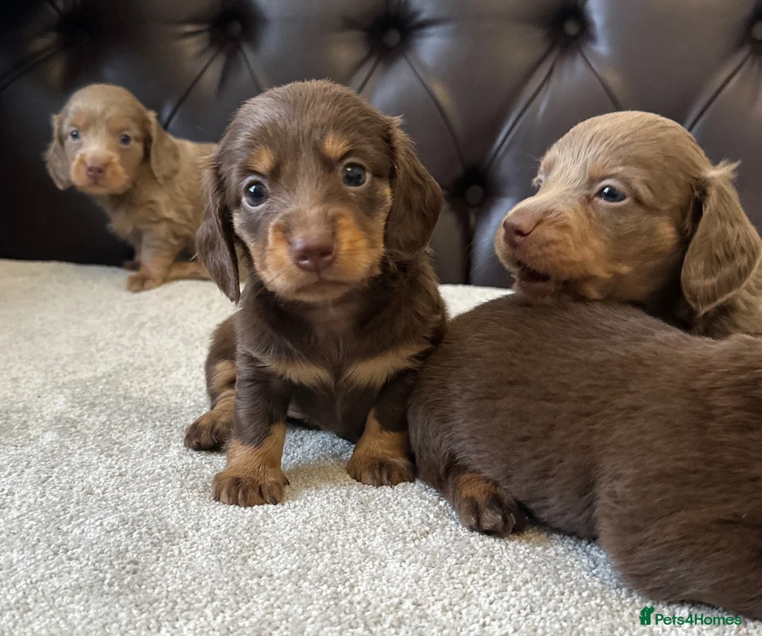 Miniature Dachshund dogs for sale: Dachshund miniature long hair  - Advert 2