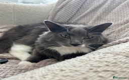 Mixed Breed cats for sale: 2 boys ready for new home - Image 8