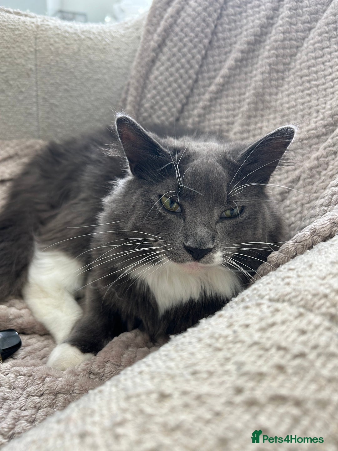 Mixed Breed cats for sale: 2 boys ready for new home - Image 8