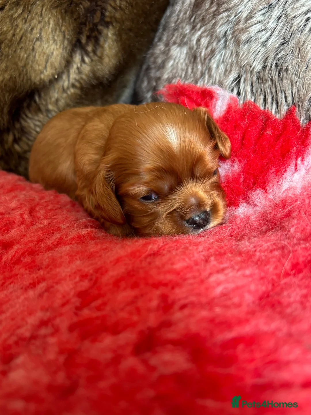 Cavalier King Charles Spaniel dogs for sale: Beautiful Ruby boy puppy available  - Advert 2