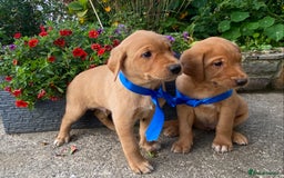 Labrador Retriever dogs for sale: Beautiful KC registered Red Fox Labrador puppies - Image 2