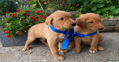 Labrador Retriever dogs - Advert 2