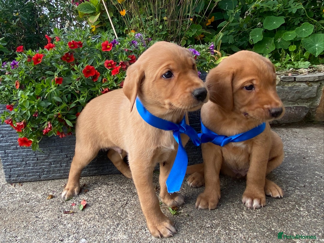 Labrador Retriever dogs for sale: Beautiful KC registered Red Fox Labrador puppies - Image 2