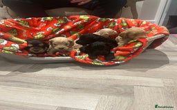 Cockapoo dogs for sale: F1 cockapoo puppies  - Image 17