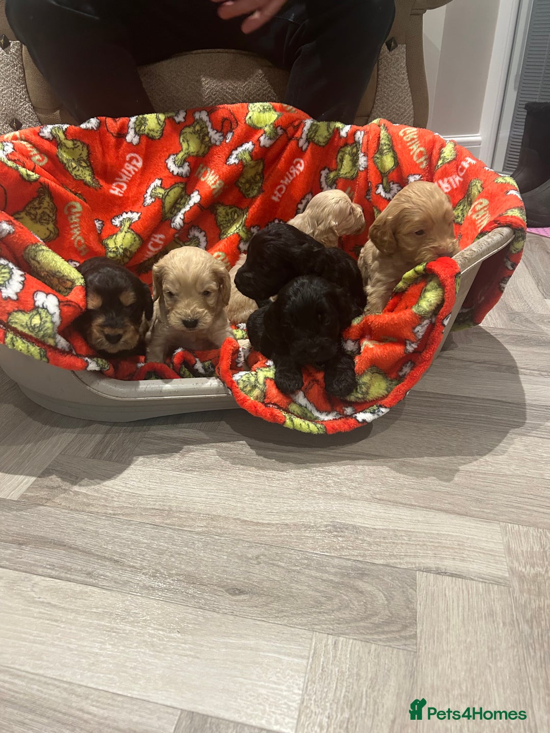 Cockapoo dogs for sale: F1 cockapoo puppies  - Image 17