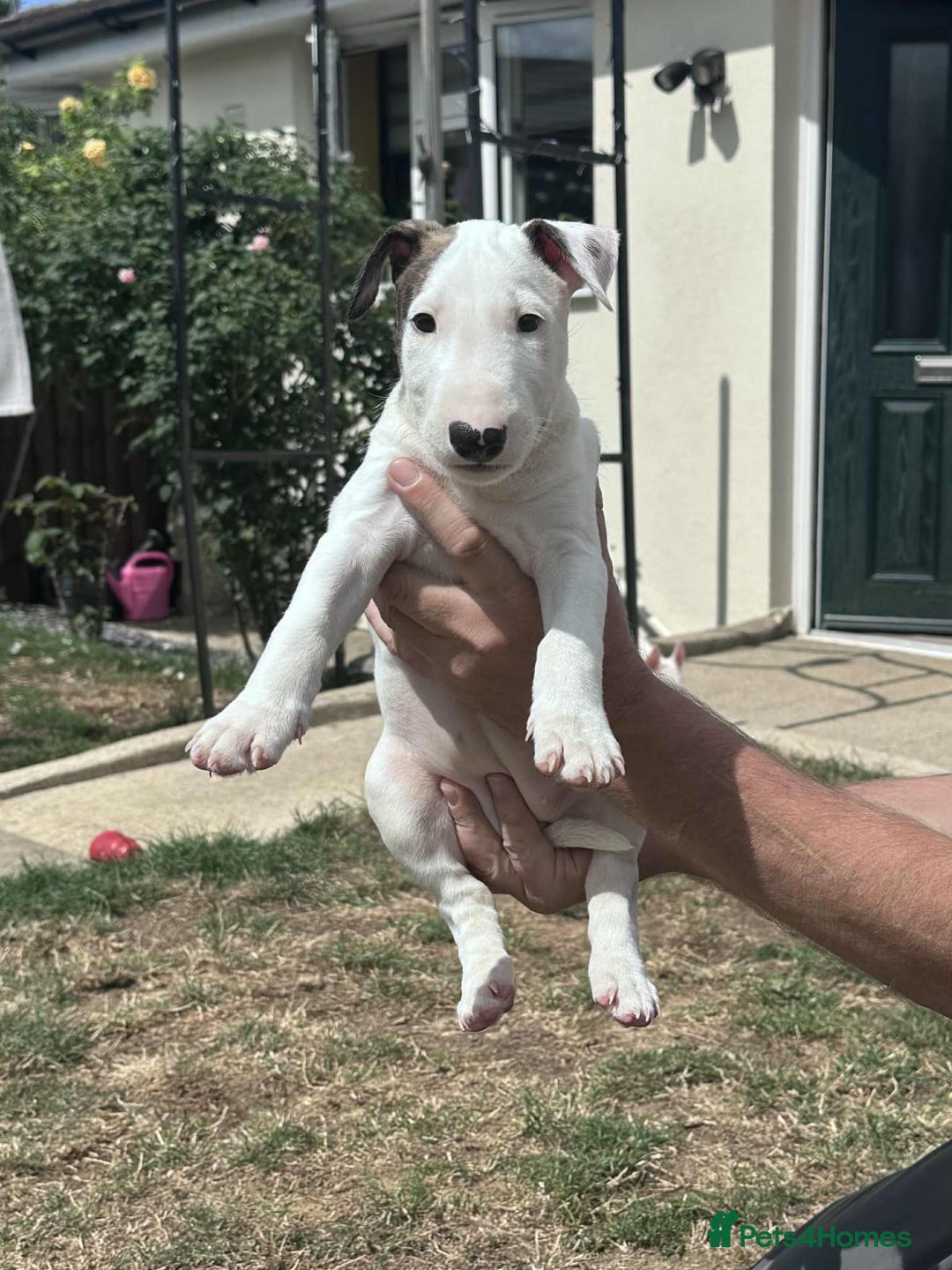 English Bull Terrier dogs for sale: English bull terrier pups for sale  - Image 9