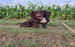 Cocker Spaniel dogs for stud: Working cocker spaniel for stud.  - Image 3