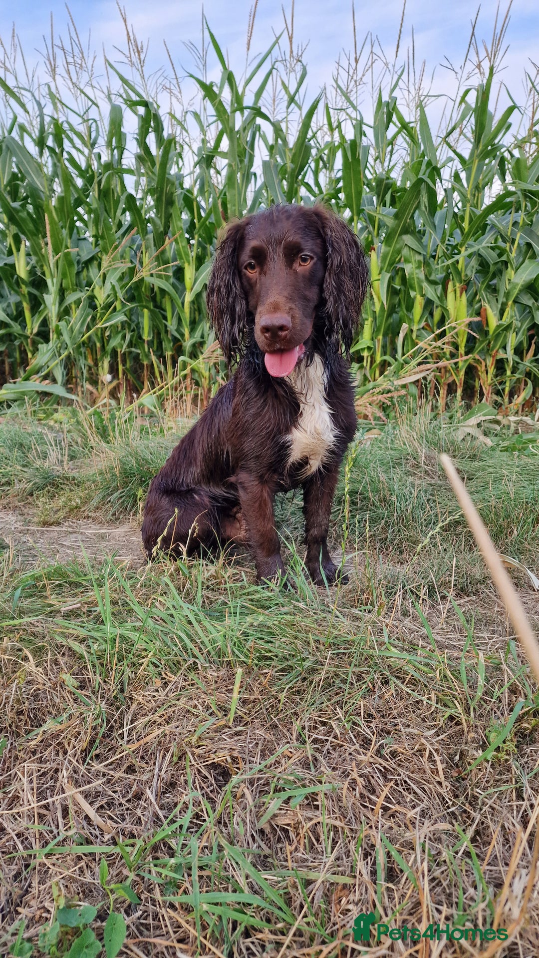Cocker Spaniel dogs for stud: Working cocker spaniel for stud.  - Image 3