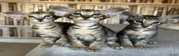 Oriental cats for sale: Stunning Oriental Boy - Advert 1