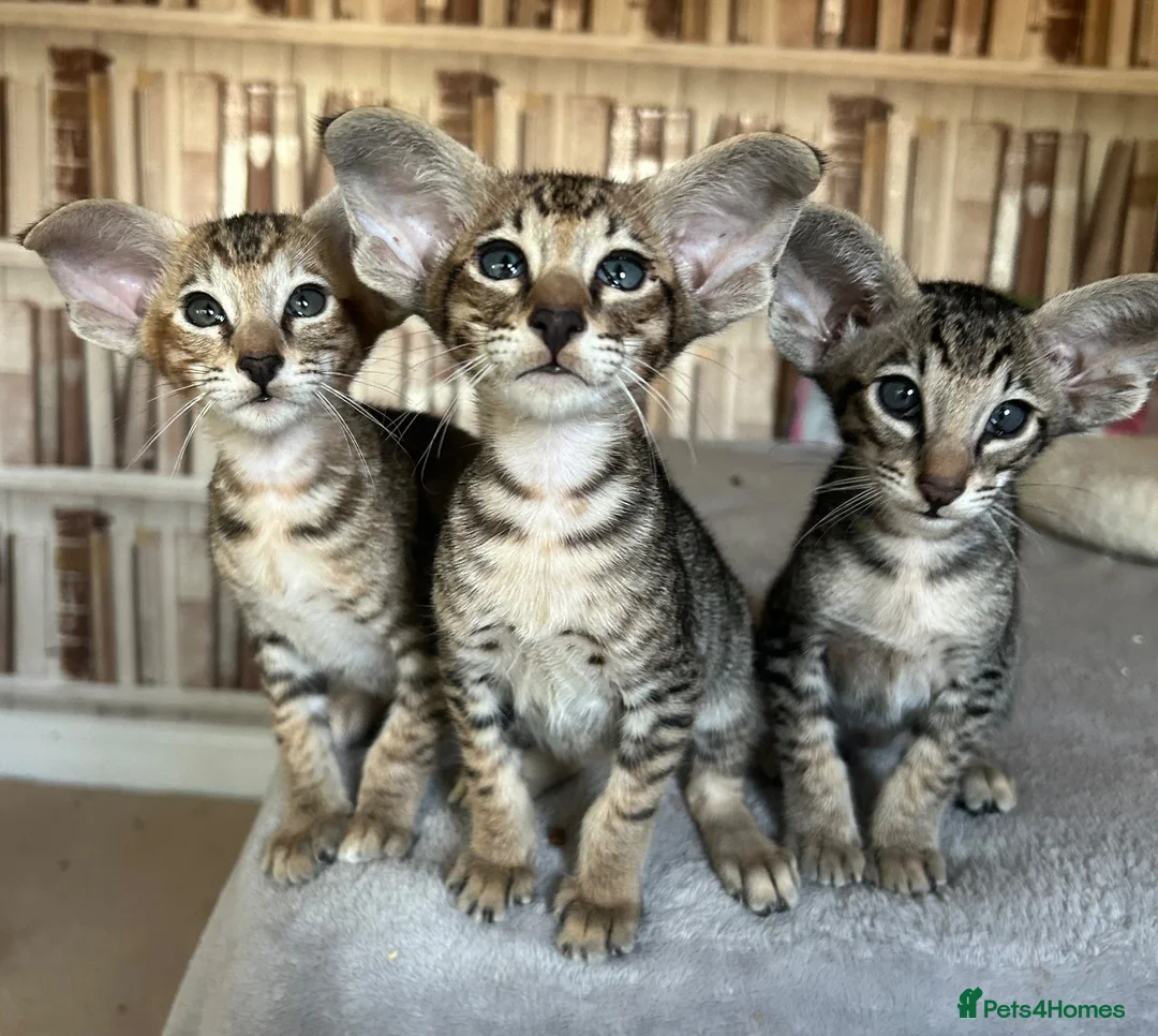Oriental cats for sale: Stunning Oriental Boy - Advert 1