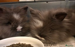 Lionhead rabbits for sale: Lion head Rabbits for sale - Image 1