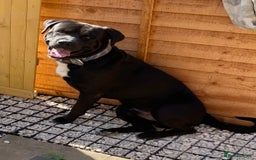 Mixed Breed dogs for sale: Cane corso x  - Image 2