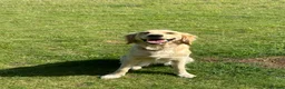 Golden Retriever dogs for sale: Female golden retriever for sale  - Advert 6