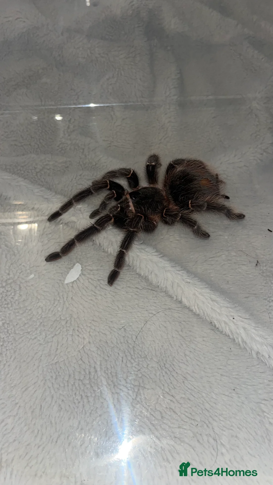 Tarantulas invertebrates for sale: Salmon Pink Tarantula  in Basingstoke - Advert 1
