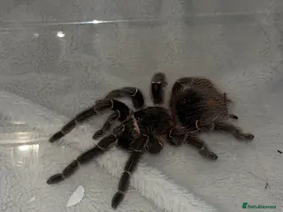 Tarantulas invertebrates Salmon Pink Tarantula in Basingstoke - Advert 1