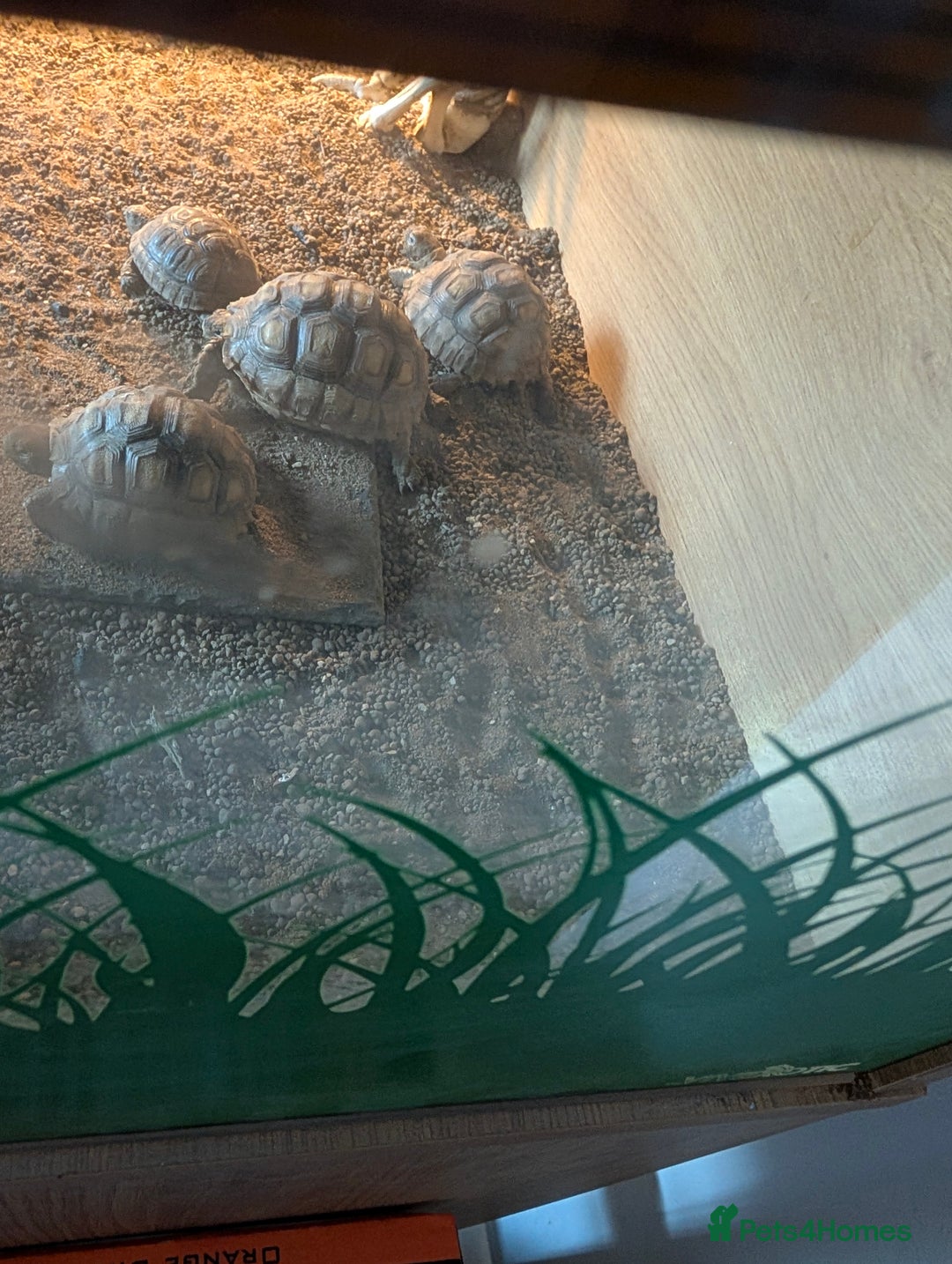 Tortoise reptiles for sale: Complete tortoise setup with 3 sulcutas - Image 3