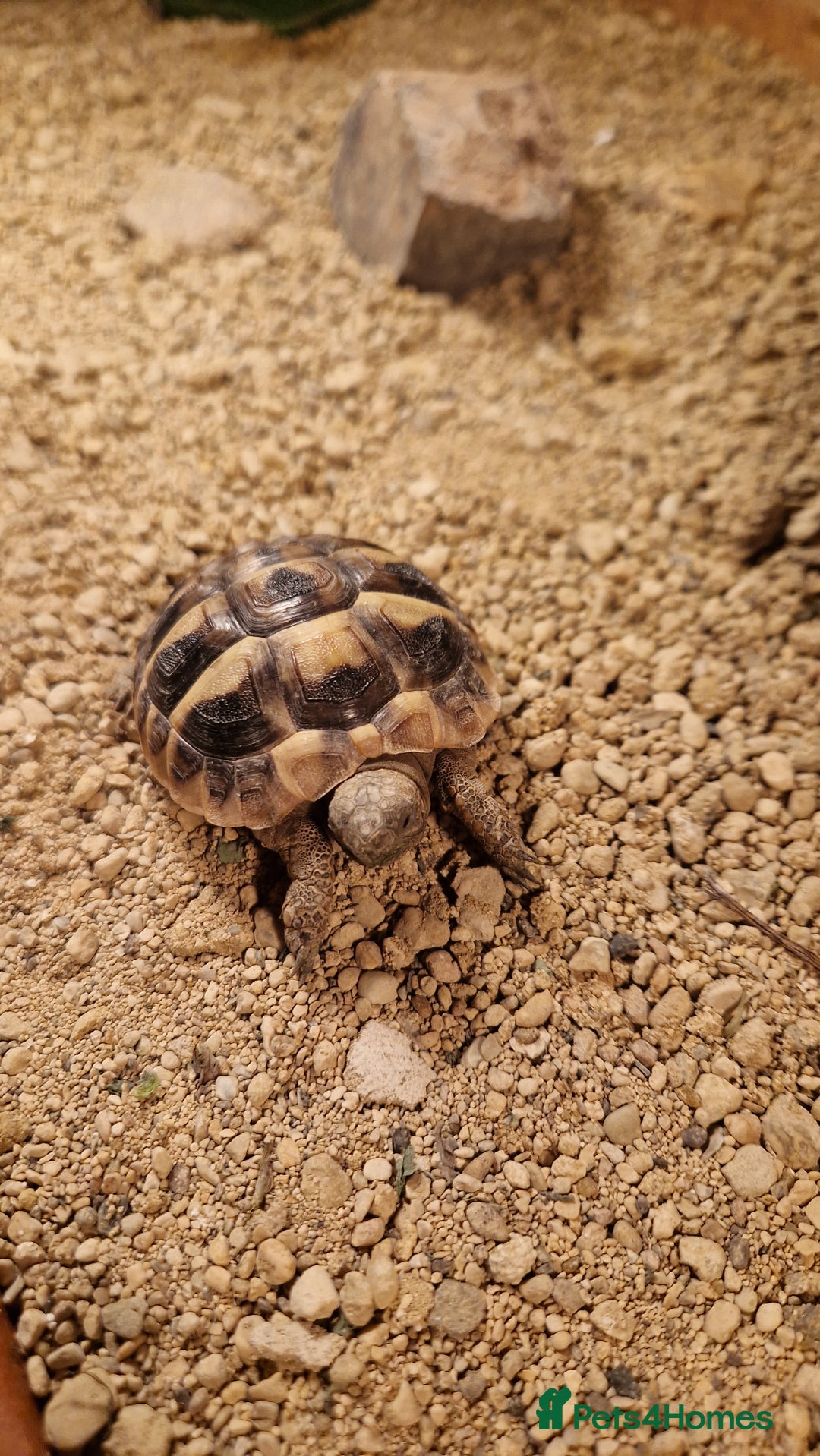 Hermann Tortoise reptiles for sale: Hermanns Tortoise  - Advert 1