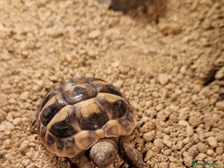Hermann Tortoise reptiles Hermanns Tortoise - Advert 1