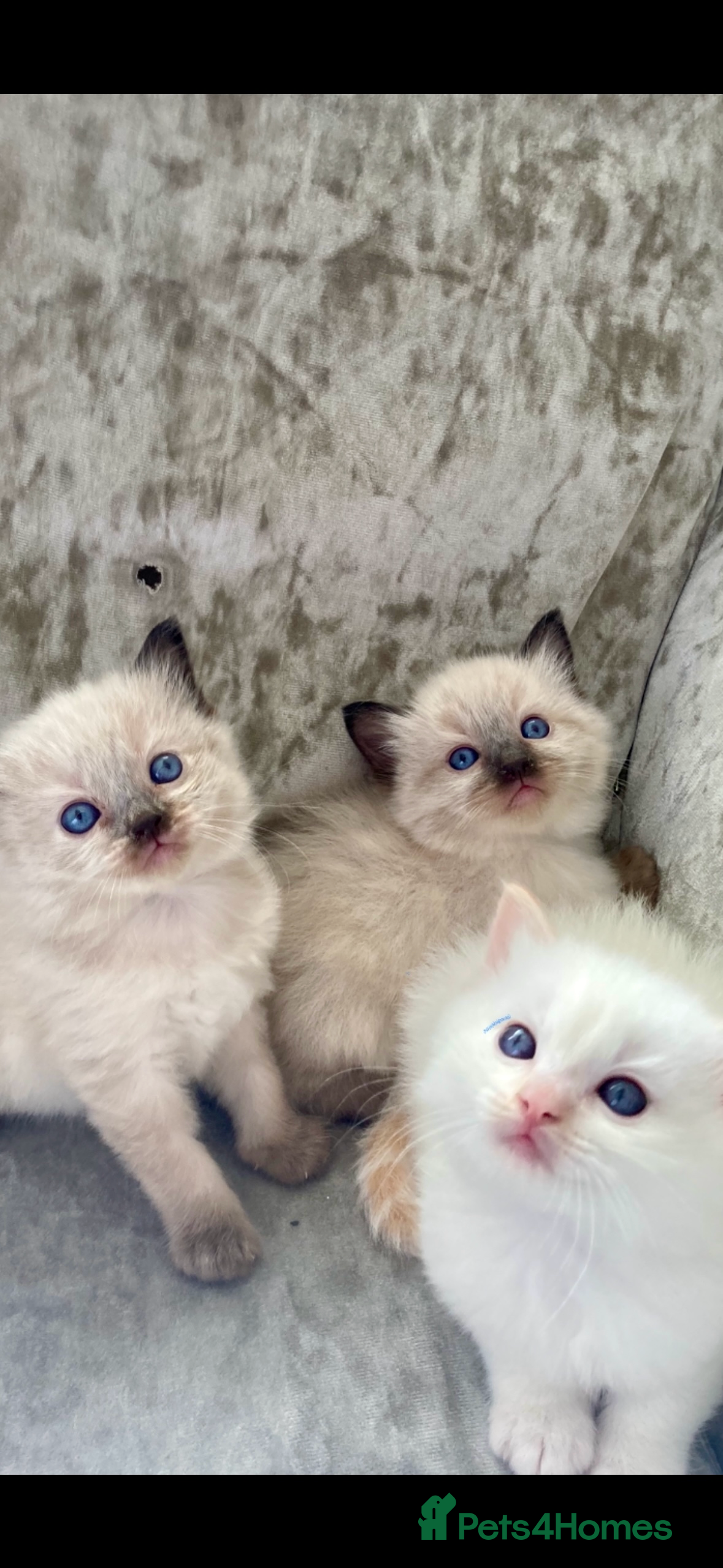 Ragdoll cats 🩷 Waiting list now open 🩷 - Advert 1